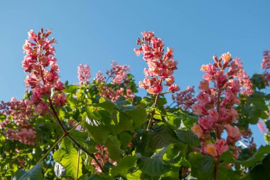 Baharda pembe çiçekler kestane ağacı. Kestane çiçeği mavi gökyüzü arkaplanını kapat