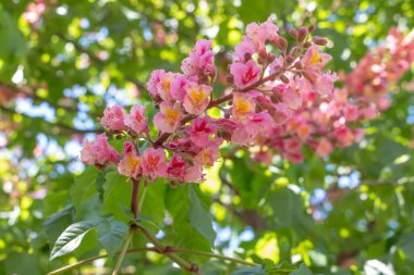Baharda pembe çiçekler kestane ağacı. Kestane çiçeği mavi gökyüzü arkaplanını kapat