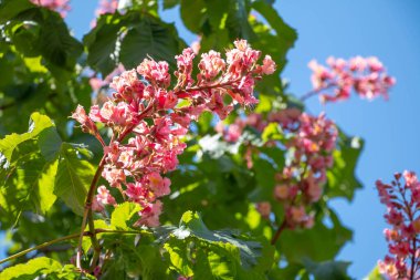 Baharda pembe çiçekler kestane ağacı. Kestane çiçeği mavi gökyüzü arkaplanını kapat