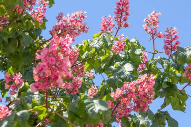 Baharda pembe çiçekler kestane ağacı. Kestane çiçeği mavi gökyüzü arkaplanını kapat