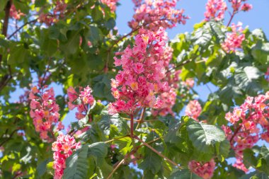 Baharda pembe çiçekler kestane ağacı. Kestane çiçeği mavi gökyüzü arkaplanını kapat