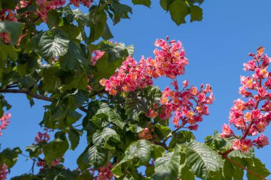 Baharda pembe çiçekler kestane ağacı. Kestane çiçeği mavi gökyüzü arkaplanını kapat