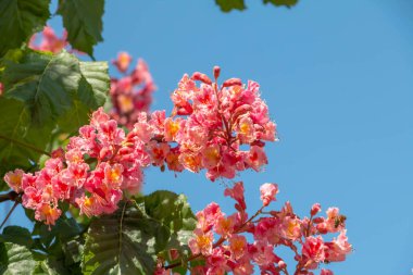 Baharda pembe çiçekler kestane ağacı. Kestane çiçeği mavi gökyüzü arkaplanını kapat