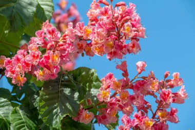 Baharda pembe çiçekler kestane ağacı. Kestane çiçeği mavi gökyüzü arkaplanını kapat