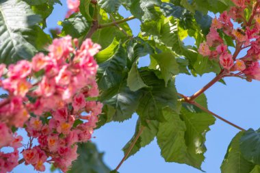 Baharda pembe çiçekler kestane ağacı. Kestane çiçeği mavi gökyüzü arkaplanını kapat