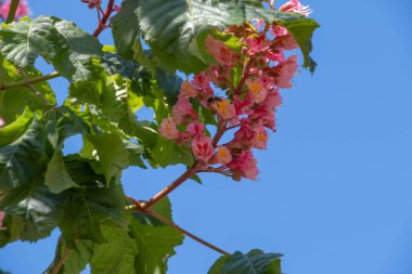 Baharda pembe çiçekler kestane ağacı. Kestane çiçeği mavi gökyüzü arkaplanını kapat