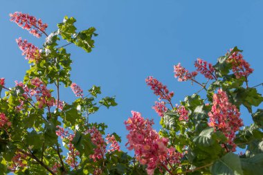 Baharda pembe çiçekler kestane ağacı. Kestane çiçeği mavi gökyüzü arkaplanını kapat