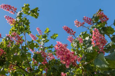 Baharda pembe çiçekler kestane ağacı. Kestane çiçeği mavi gökyüzü arkaplanını kapat