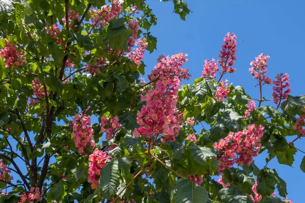 핑크꽃은 봄에 밤 나무를 핀다. 푸른 하늘을 배경으로 가까이 있는 밤나무의 꽃 — 스톡 사진