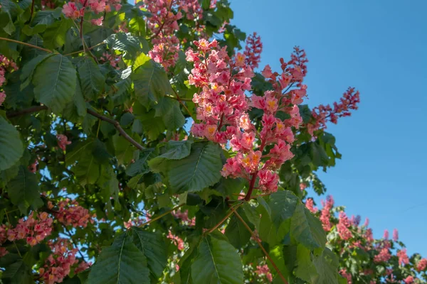 Baharda pembe çiçekler kestane ağacı. Kestane çiçeği mavi gökyüzü arkaplanını kapat