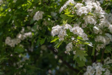 Sarı Merkezli Beyaz Çiçekler İlkbaharda açan Güller