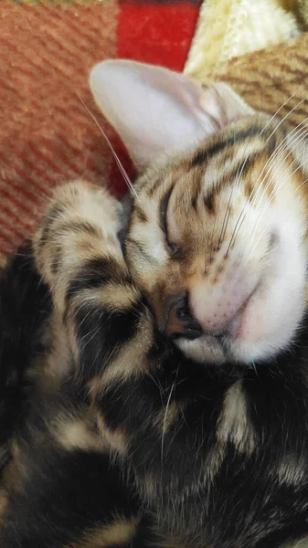 얼굴과 양모에 아름다운 패턴이있는 고양이가 담요에 잠들어 있습니다 — 스톡 사진