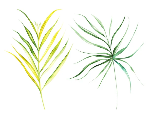 白い孤立した層にエキゾチックな植物の植物の葉を描くイラスト水彩画 — ストック写真