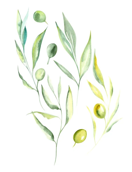 일러스트 수채화 배경에 세트에 가지와 올리브 과일의 색상을 그리기 — 스톡 사진