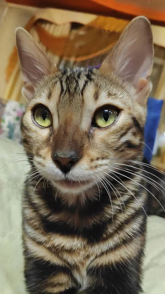 Foto Einer Reinrassigen Bengalkatze Mit Einem Schönen Muster Gesicht Und — Stockfoto