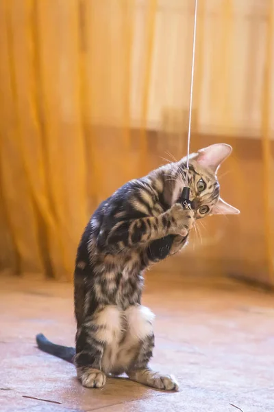 Gato Bengala Raça Pura Com Uma Bela Cor Joga Sala — Fotografia de Stock