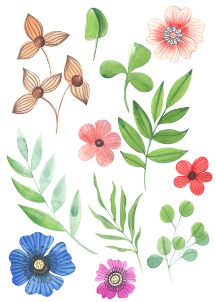 Illustratie Van Aquarel Tekenen Kleur Set Van Wilde Bloemen Met — Stockfoto