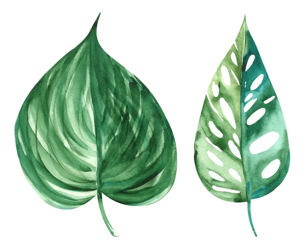 插图水彩画异国情调的植物叶子在白色隔离层 — 图库照片