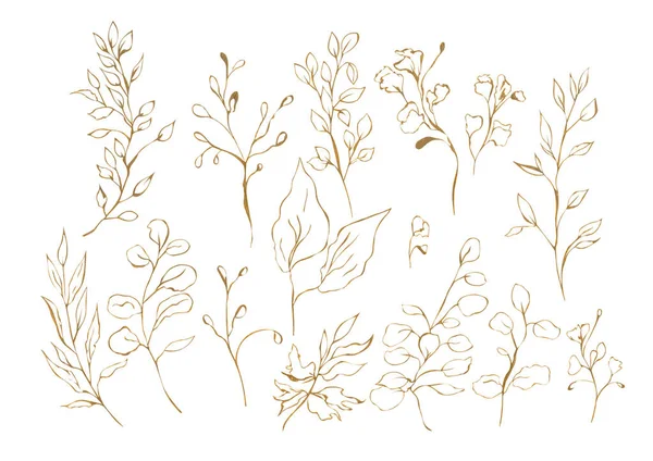 从棕色或金叶和树枝在孤立的白色背景上以轮廓形式绘制的植物集水彩图 — 图库照片