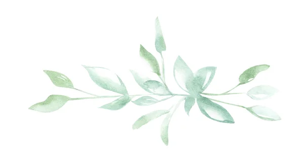 以装饰形式在白色隔离背景上绘制植物绿色枝叶的水彩插图 — 图库照片