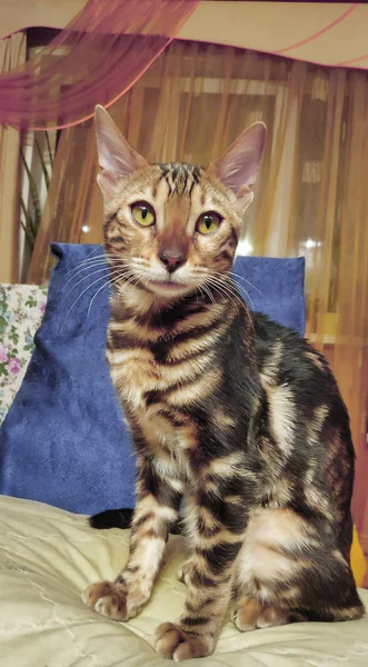 Foto Einer Reinrassigen Bengalkatze Mit Einem Schönen Muster Gesicht Und — Stockfoto