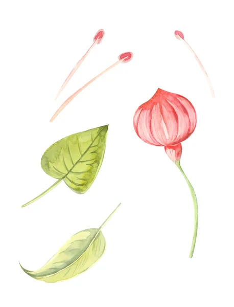 Kolorowa Ilustracja Akwarela Kwiatów Fuksji Liści Zbliżenie Białym Białym Tle — Zdjęcie stockowe