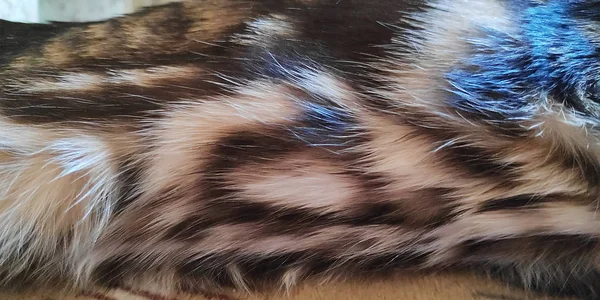 Makrofoto Einer Vollblut Bengalkatze Aus Wolle Mit Schönem Muster Und — Stockfoto