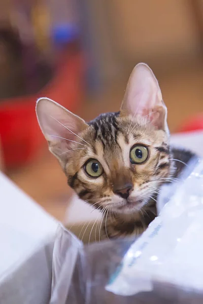 Foto Einer Reinrassigen Gestromten Und Gefleckten Bengalkatze Die Einer Wohnung — Stockfoto