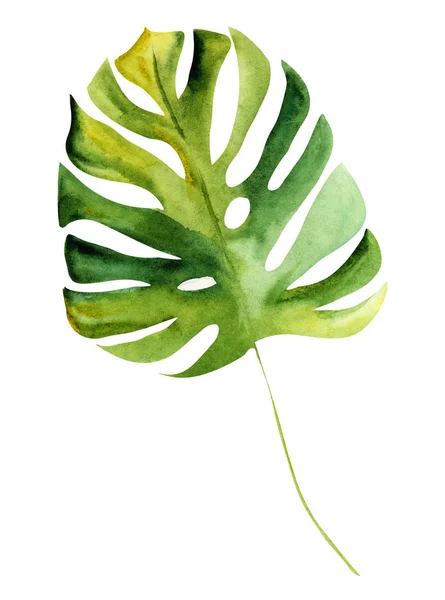 插图水彩画异国情调的植物叶子在白色隔离层 — 图库照片