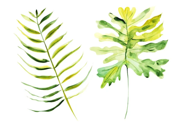 Illustration Akvarell Ritning Botaniska Blad Exotiska Växter Ett Vitt Isolerat — Stockfoto