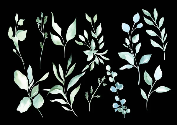 Növények Botanikai Halmazának Akvarell Rajza Egy Elszigetelt Fekete Háttérrel Rendelkező — Stock Fotó