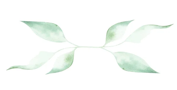 Иллюстрация Акварельной Веточки Растения Листьями Качестве Орнамента Украшения Белом Изолированном — стоковое фото