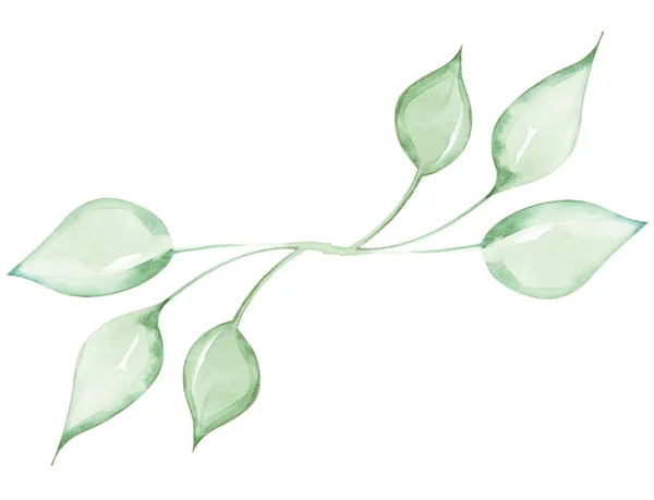 Illustratie Van Een Aquareltakje Van Een Plant Met Bladeren Als — Stockfoto