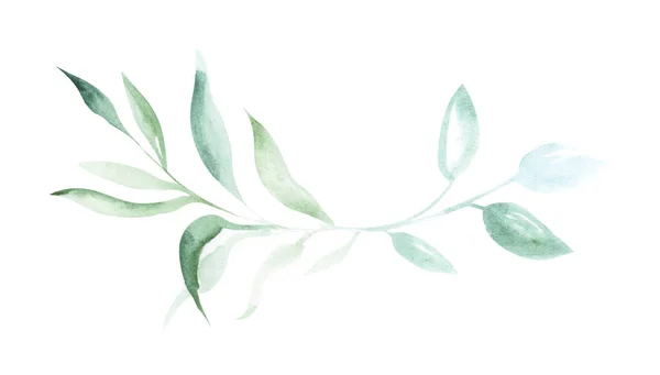 Illustration Aquarelle Dessinant Des Branches Vertes Plantes Sur Fond Blanc — Photo