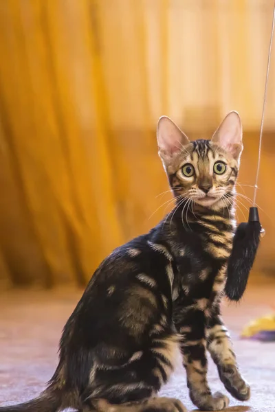 Safkan bir Bengal kedisi güzel bir yün rengine sahip turuncu renkli odada oturur ve bakar.