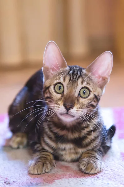 Foto Renrasig Tabby Och Spotted Bengal Katt Liggande Och Ser — Stockfoto