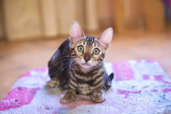 Foto Einer Reinrassigen Gestromten Und Gefleckten Bengalkatze Die Einer Wohnung — Stockfoto