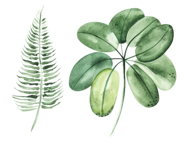 Illusztráció Akvarell Rajz Botanikai Levelei Egzotikus Növények Fehér Elszigetelt Réteg — Stock Fotó