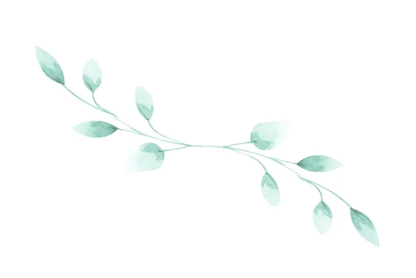 用叶子装饰的植物的水色枝条在白色孤立的背景上装饰的图例 — 图库照片