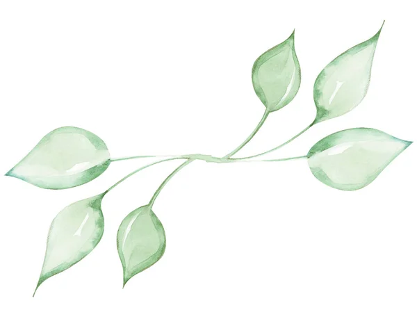Illustration Une Branche Aquarelle Une Plante Avec Des Feuilles Comme — Photo