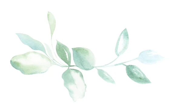 Ilustracja Akwarela Rysunek Zielone Gałązki Roślin Białym Białym Tle Postaci — Zdjęcie stockowe