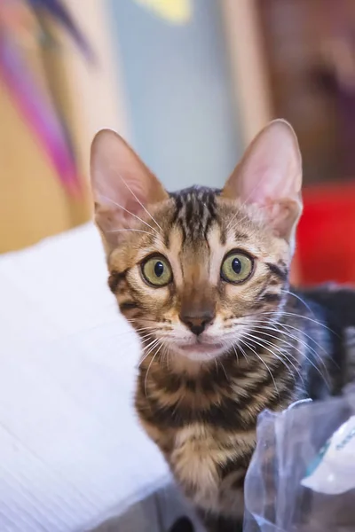 Photo Purebred Tabby Spotted Bengal Cat Lying Looking Forward Apartment — Stock Photo, Image