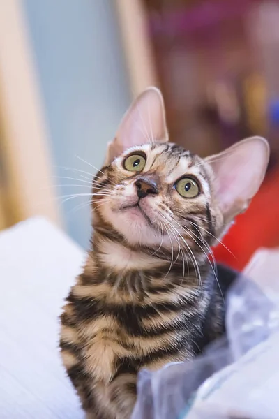 Foto Einer Reinrassigen Gestromten Und Gefleckten Bengalkatze Die Einer Wohnung — Stockfoto