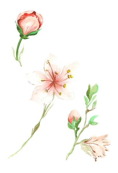 孤立した白い背景の枝に緑の葉を持つピンクの桃果実の花の水彩画のイラスト — ストック写真