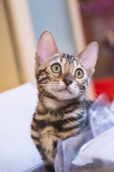 Foto Renrasig Tabby Och Spotted Bengal Katt Liggande Och Ser — Stockfoto