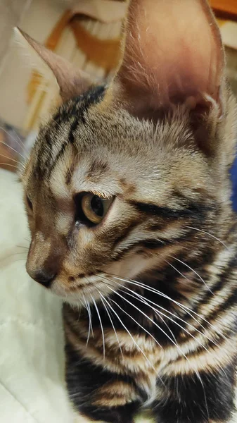 Foto Renrasiga Bengalisk Katt Med Ett Vackert Mönster Ansikte Och — Stockfoto