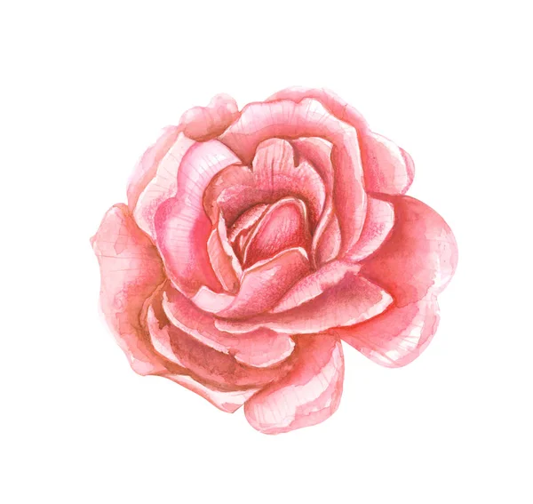 Färg Akvarell Illustration Röd Ros Blomma Närbild Vit Isolerad Bakgrund — Stockfoto