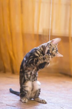 Turuncu renkli odada oyuncaklarla oynayan güzel yün rengi olan safkan bir Bengal kedisi..