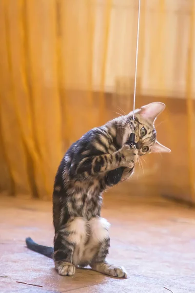 Gato Bengala Raça Pura Com Uma Bela Cor Joga Sala Fotografias De Stock Royalty-Free