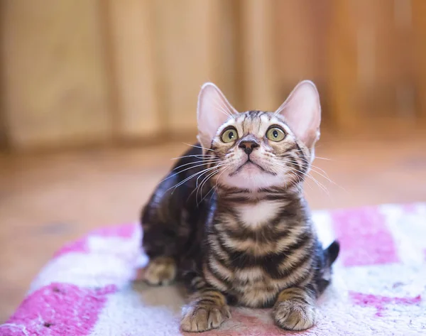 Foto Einer Reinrassigen Gestromten Und Gefleckten Bengalkatze Die Einer Wohnung — Stockfoto